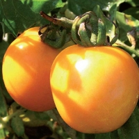 Pomodoro tondo giallo - Lycopersicum esculentum