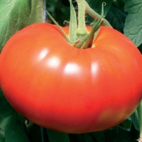 Pomodoro tondo gigante - Lycopersicum esculentum