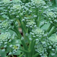 Cima di rapa - Brassica rapa cymosa