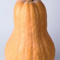 Zucca violina - Cucurbita