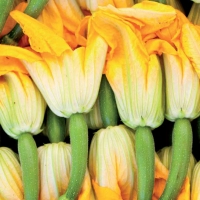 Zucchino da fiore - Cucurbita pepo