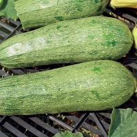 Zucchino bolognese - Cucurbita pepo