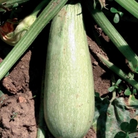 Zucchino bianco di Trieste - Cucurbita pepo