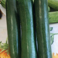 Zucchino verde scuro di Milano - Cucurbita pepo