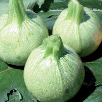 Zucchino tondo - Cucurbita pepo