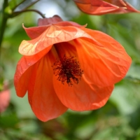 Abutilon