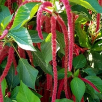 Acalypha