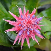 Aechmea