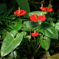 Anthurium