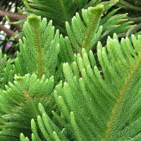 Araucaria