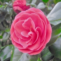 Camelia japonica