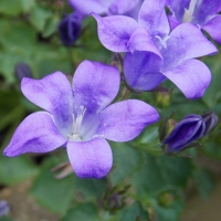 Campanula