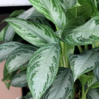 Aglaonema