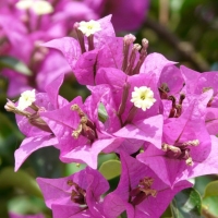 Bougainvillea