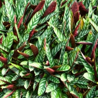 Calathea