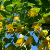 Caragana arborescens