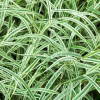 Carex morrowii