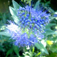 Caryopteris