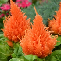 Celosia