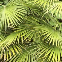 Chamaerops humilis