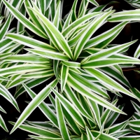 Chlorophytum