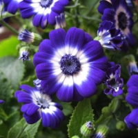 Cineraria