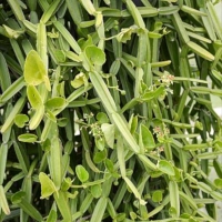 Cissus