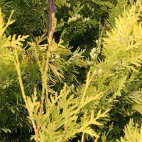 Chamaecyparis obtusa