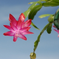 Schlumbergera