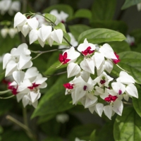 Clerodendrum