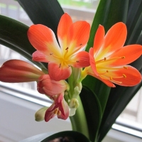 Clivia