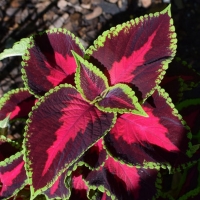 Coleus