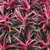 Cordyline