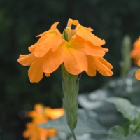 Crossandra