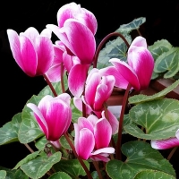 Cyclamen