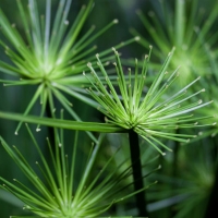 Cyperus