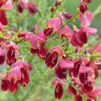 Cytisus