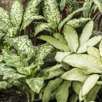 Dieffenbachia