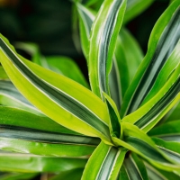 Dracaena