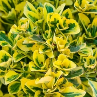 Euonymus