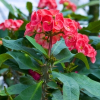 Euphorbia