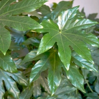 Fatsia