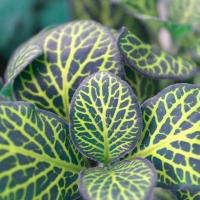 Fittonia