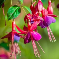 Fuchsia