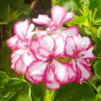 Geranium