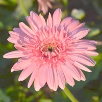 Gerbera