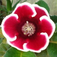 Gloxinia