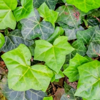 Hedera