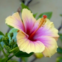 Hibiscus