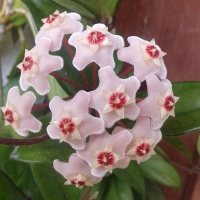 Hoya